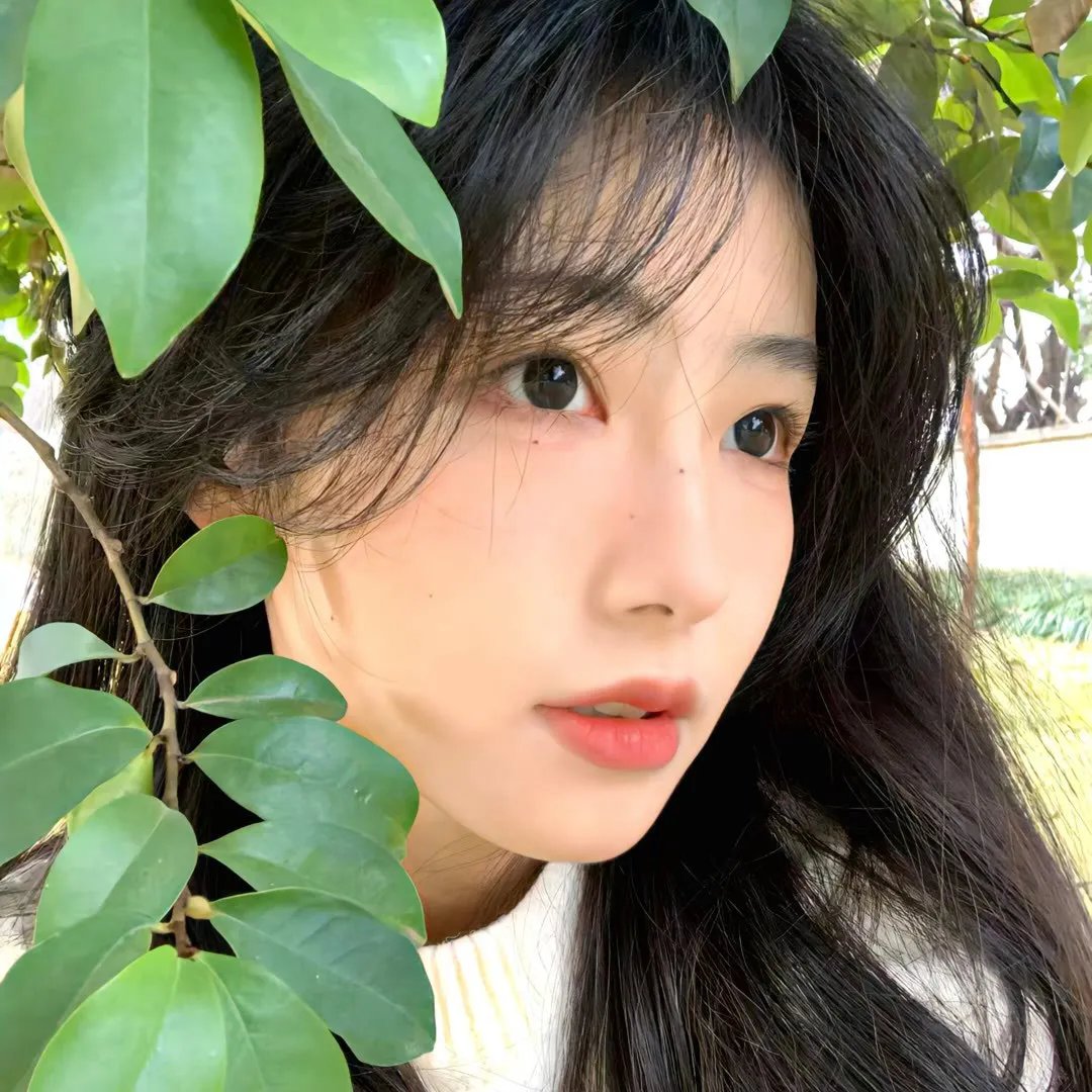 月季花开